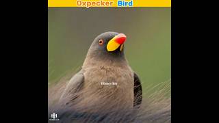 Oxpecker Doctor Bird 😳  HistoryHub shorts [upl. by Ettari]