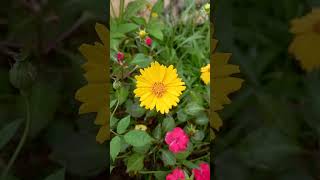 Lance leaved coreopsis  ആകാശ മല്ലി flowers garden gardeningtips ytshots [upl. by Trixi]