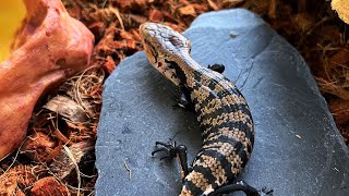 Unboxing Baby Halmahera Blue Tongue Skink  Panana  First time feeding unboxing fyp bts [upl. by Aprilette]