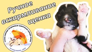 Вскармливание новорожденного щенка [upl. by Wertz]