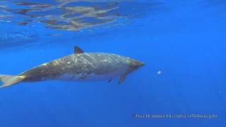 Blainvilles Beaked Whales Jan 26 2015Short Version [upl. by Eggett876]