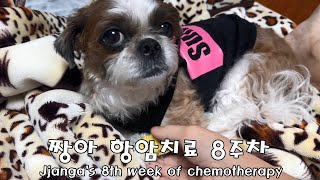 짱아 항암치료 8주차Jjangas 8th week of chemotherapy 반려견항암치료dogs chemotherapy treatment [upl. by Gustave250]