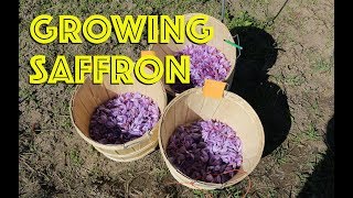 How to Grow Saffron [upl. by Leay]