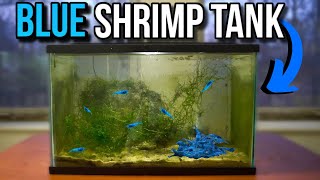 BLUE SHRIMP ONLY FISH TANK AQUARIUM SETUP [upl. by Zetnom]