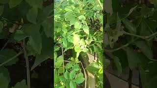 अपने styleसे फूलों वाली tecoma vine से बना लिया एक और अलग पौधा [upl. by Alphonsa55]