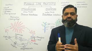 Slime Molds Urdu Hindi medium profmasoodfuzail  Myxomycota  Oomycota  Watermolds [upl. by Justina]