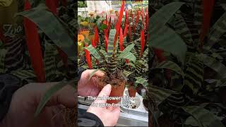 The flaming sword plant  vriesea splendens [upl. by Yvad762]