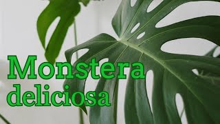 Monstera Deliciosa Plant [upl. by Feucht]