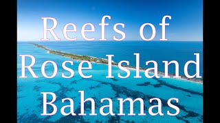 Reefs of Rose Island Bahamas [upl. by Hartnett]