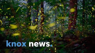 Studying the synchronous fireflies of the Great Smoky Mountains [upl. by Finzer439]