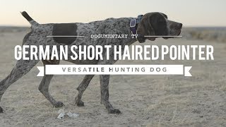 ALL ABOUT GERMAN SHORTHAIRED POINTERS VERSATILE HUNTER [upl. by Filler931]