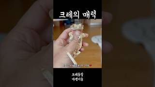 크레의 매력은 백만가지💚crestedgecko reptiles cre 크레스티드게코 크레 gecko 도마뱀 [upl. by Rennoc]