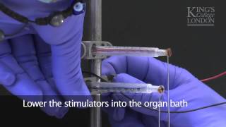 Preparation of the rat vas deferens for KCL pharmacology experiments [upl. by Huey719]