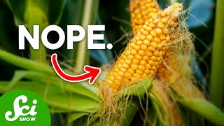 Are GMOs Actually Bad For You [upl. by Ydisac]