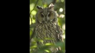 Asio otus Longeared owl 3 Contacting call of female near the nest [upl. by Noyk]