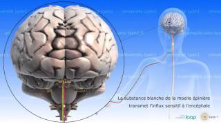 Neuro anatomie anatomie et physiologie de la moelle épinière [upl. by Ynneg]