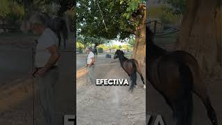 Impresionante Tecnica Para Entrenar Caballos Néstor Portillo [upl. by Latyrc290]