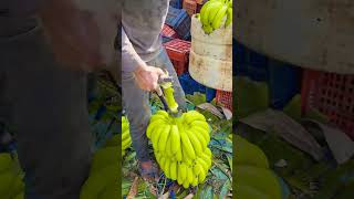 Export Quality Bananas Packing Fruit Farming Farmer [upl. by Hutchinson]