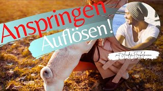 Dem Hund das Anspringen abgewöhnen ProfiTippsHundeerziehung [upl. by Nohsid426]