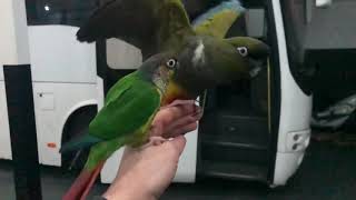 Green cheek vs Patagonian conure [upl. by Clinton]