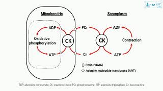 phosphocreatine English  Medical terminology for medical students [upl. by Nnalorac]