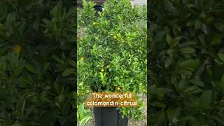 Citrus heavily loaded calamondin garden citrus [upl. by Kared]