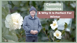 How To Grow amp Maintain a Camellia Japonica  The Greenery Garden amp Home [upl. by Mallon378]