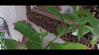 Night Blooming Jasmine plant indoor in pot easy to grow [upl. by Ednalrym]