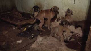 17 Dogs Rescued from Squalor [upl. by Baalman996]