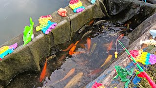 Mancing ikan hias di kolam ikan cupang ikan koi ikan mas buaya kura kura asli hiupart271 [upl. by Ybrad]