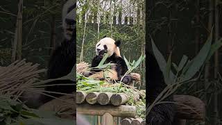 봄날의 러바오 댓잎 뜯는 ASMR 春の日のラバオの竹の葉を摘む音shorts 러바오 panda 판다 パンダ 大熊猫 乐宝 lebao 바오가족 樂寶 asmr [upl. by Puglia]