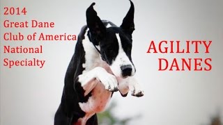 Great Dane Agility Highlights  2014 GDCA National Specialty [upl. by England]