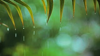 Música relajante con Lluvia suave Música de Piano Tranquila para Relajarse y Meditar [upl. by Yartnoed434]