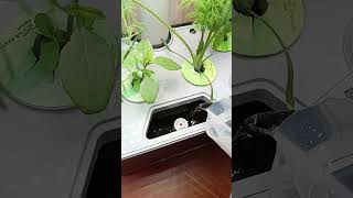 Adding water to AeroGarden Harvest [upl. by Asatan]