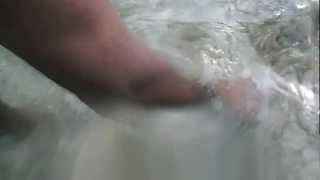 Finding a live WEST INDIAN CHANK in Coco Cay Bahamas January 82013 [upl. by Kieger]