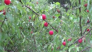 Prunus Angustifolia  The Perfect Permaculture Plum [upl. by Ellinehc300]