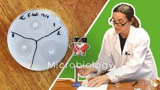 Microbiology  GCSE Science Required Practical Triple [upl. by Mindi]