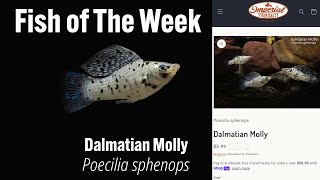 Dalmatian Molly Poecilia sphenops imperialtropicals fish Dalmatianmolly [upl. by Ayela]