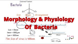 Morphology of bacteria  bacteria morphology classification  Structure Microbiology [upl. by Kaylee]