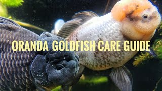 Caring for Oranda Goldfish [upl. by Westhead]