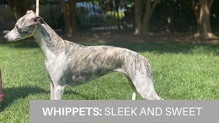 Meet the Whippet [upl. by Catarina]