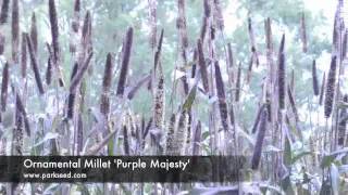 Ornamental Millet Purple Majesty [upl. by Aneehsat]