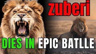 ZUBERI AFRICAS STRONGEST LION  DIES IN EPIC BATLLE [upl. by Rainie]