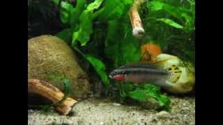 Pelvicachromis taeniatus quotNigeria redquot [upl. by Amias]