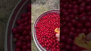 Quandong Australian native bush tucker [upl. by Yemrots916]