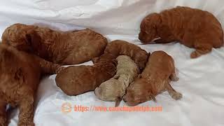 Toy poodle puppies by Caniche Pudel Philippines [upl. by Sverre]