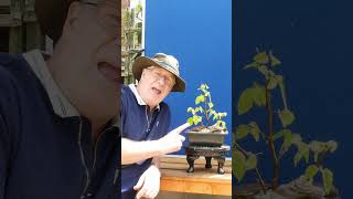 Is this another FAILED Bonsai Airlayer video [upl. by Aicinad]