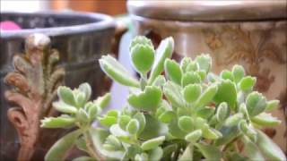 5 Things You Didnt Know About Succulents  Cotyledon Tomentosa [upl. by Abigail672]