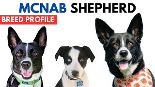 McNab Shepherd Breed Profile History  Price  Traits  McNab Shepherd Grooming Needs  Lifespan [upl. by Anerom557]