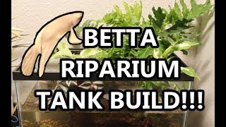 NEW BETTA FISH Riparium Tank Build [upl. by Bainbrudge]